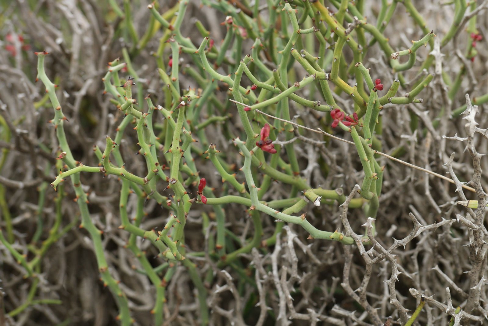 Smilax aspera ssp. balearica