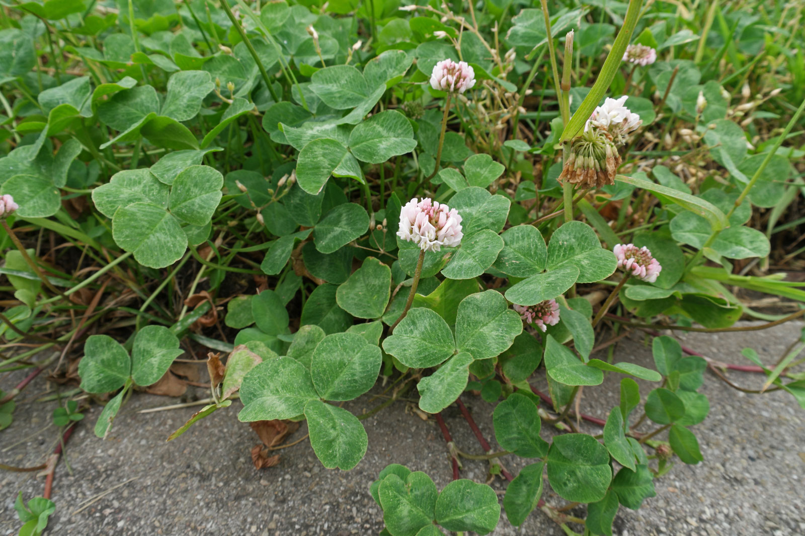 Trifolium repens 6