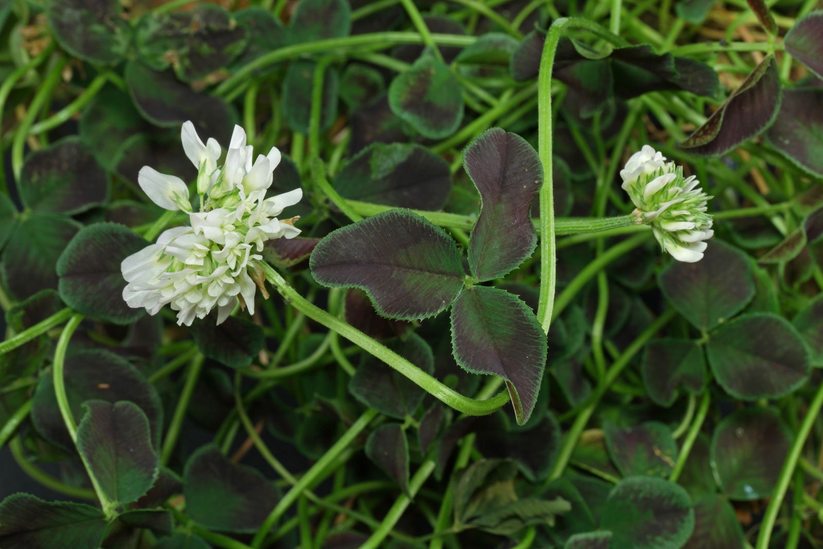 Trifolium repens Estelle