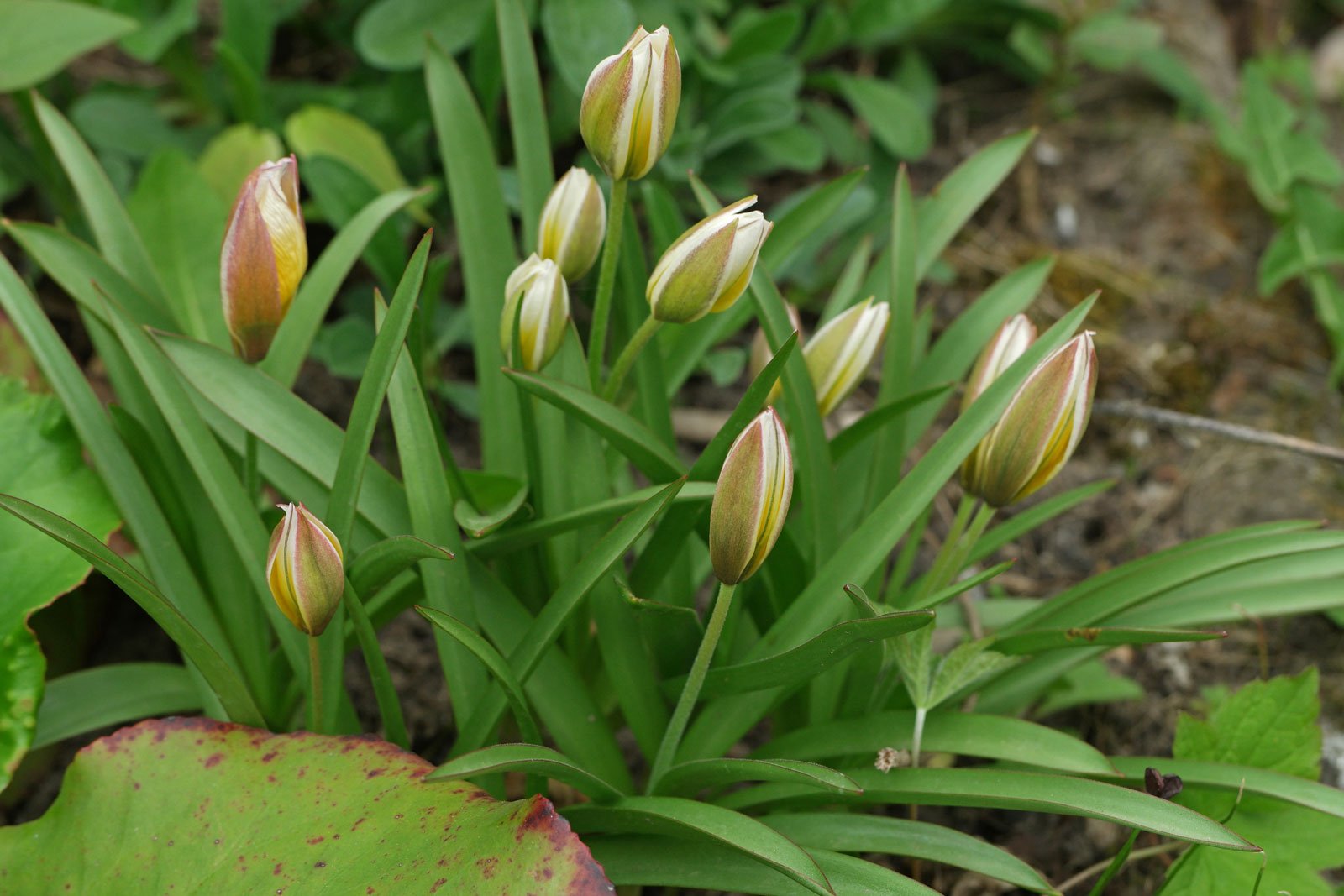 Tulipa urumiensis syn. tarda