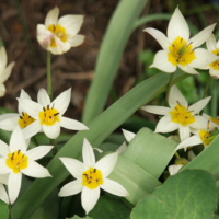 tulipa turkestanica