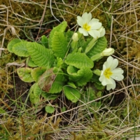 Primula vulgaris