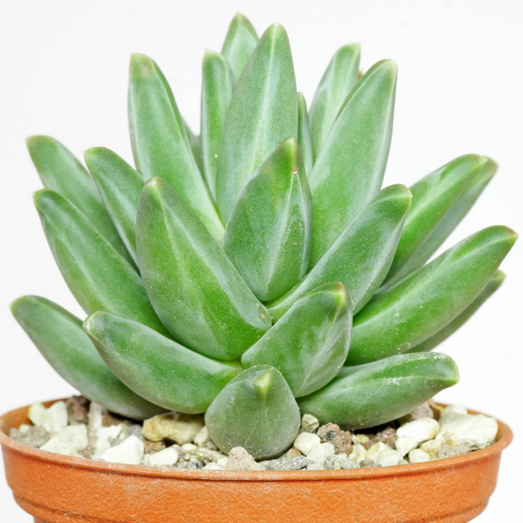 Pachyphytum compactum Red Tips 2