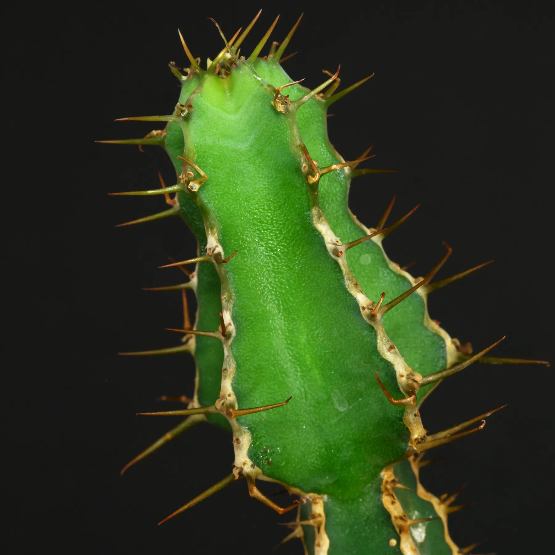 Euphorbia rowlandii
