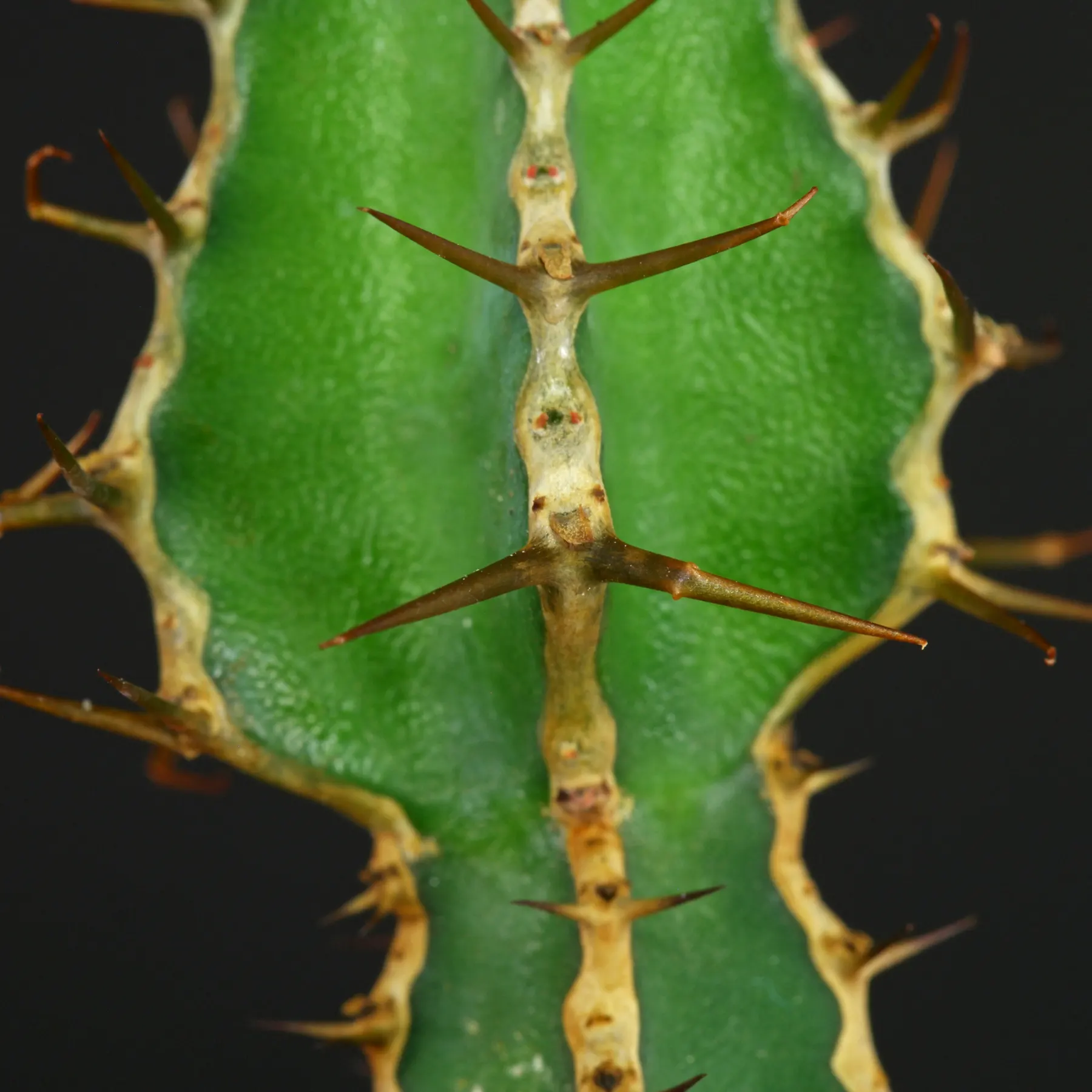 Euphorbia rowlandii
