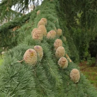 Cedrus atlantica Glauca