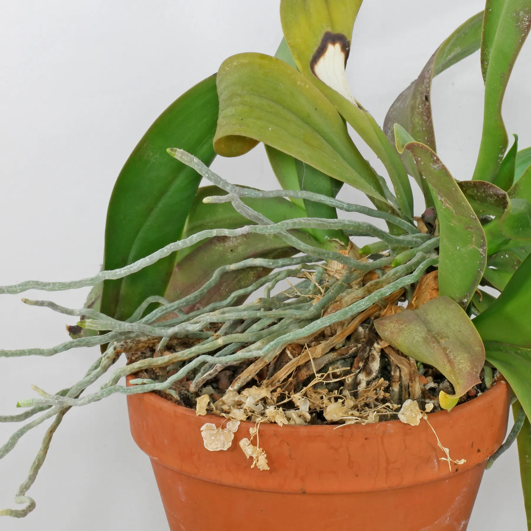Radici di Phalaenopsis
