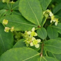 Euonymus alatus