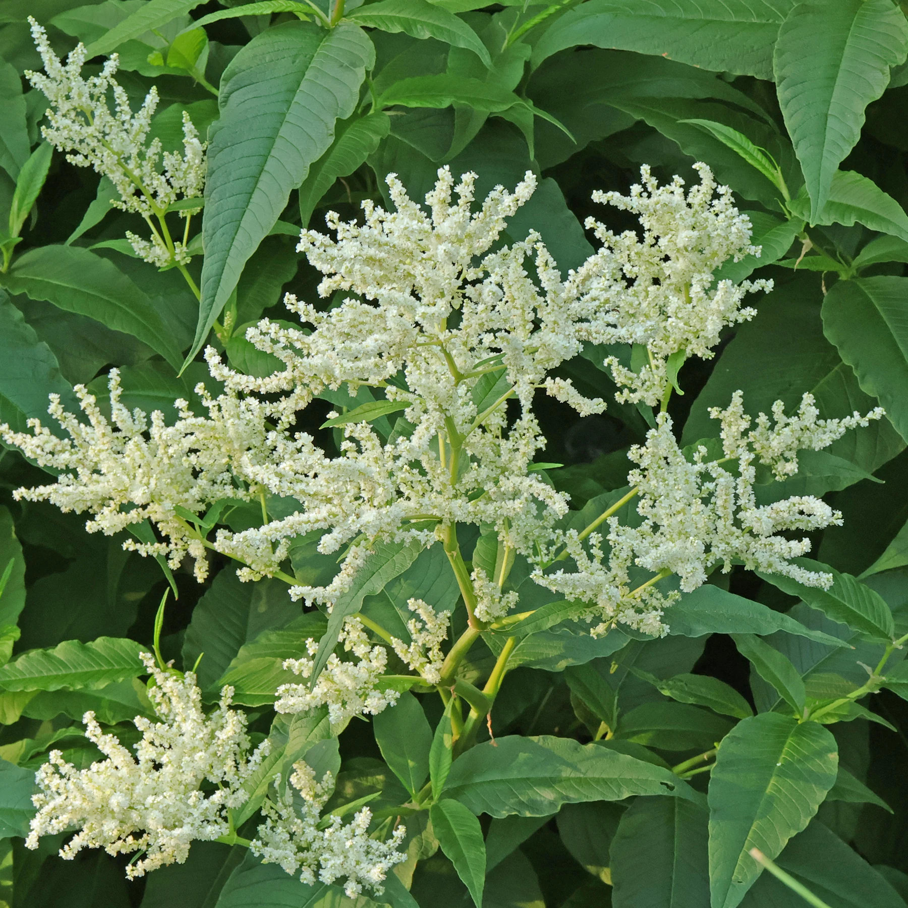 Koenigia × fennica Johanniswolke
