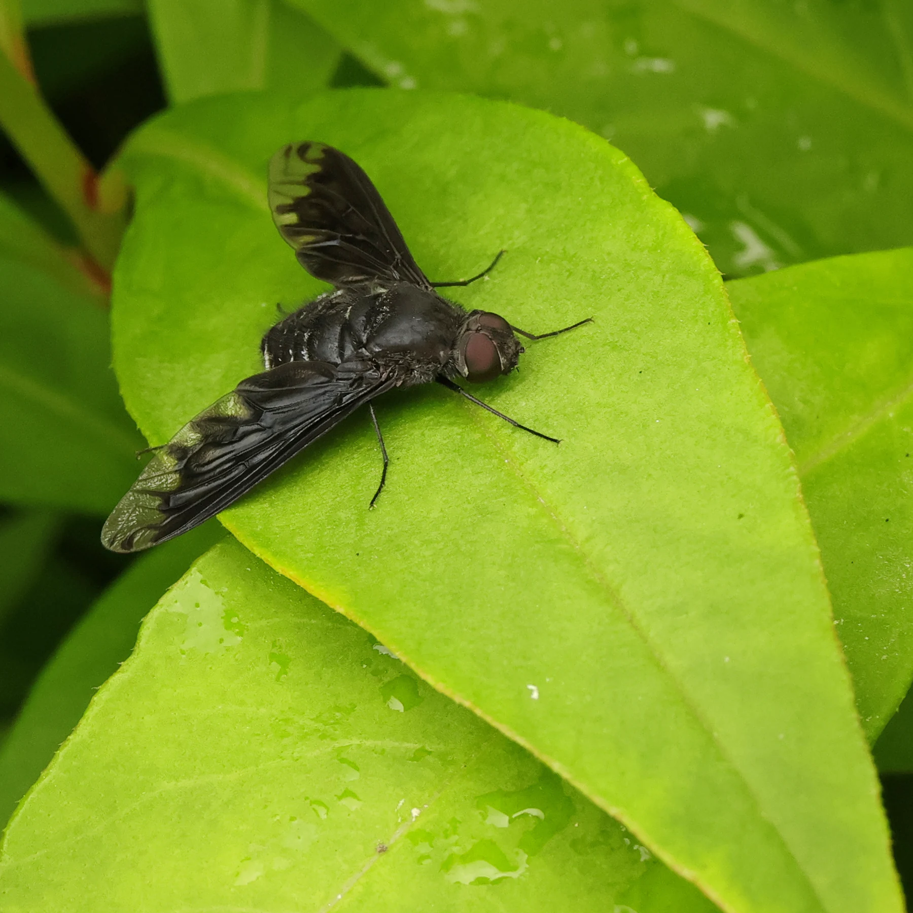 Anthrax anthrax anthracite bee fly