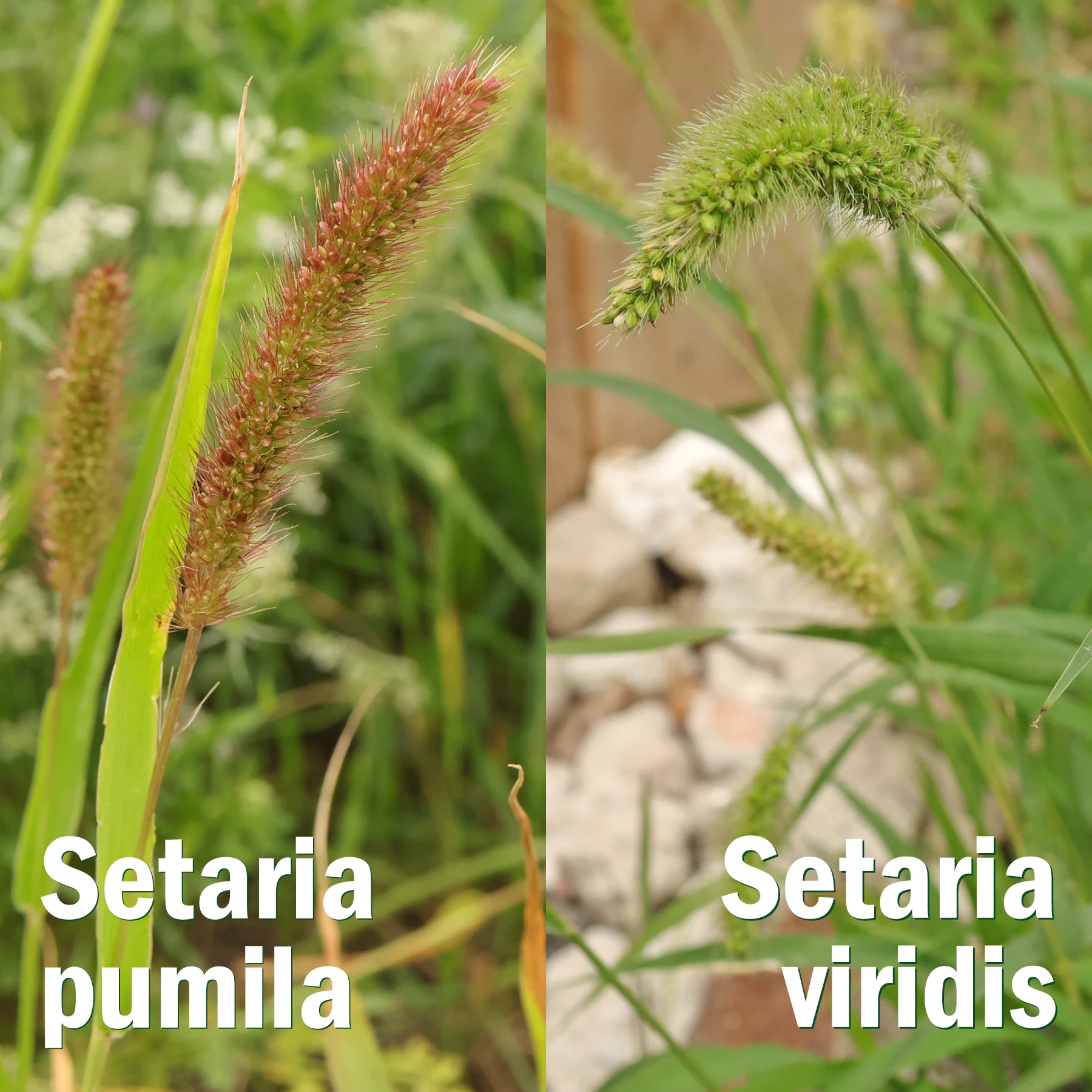 Setaria pumila & Setaria viridis