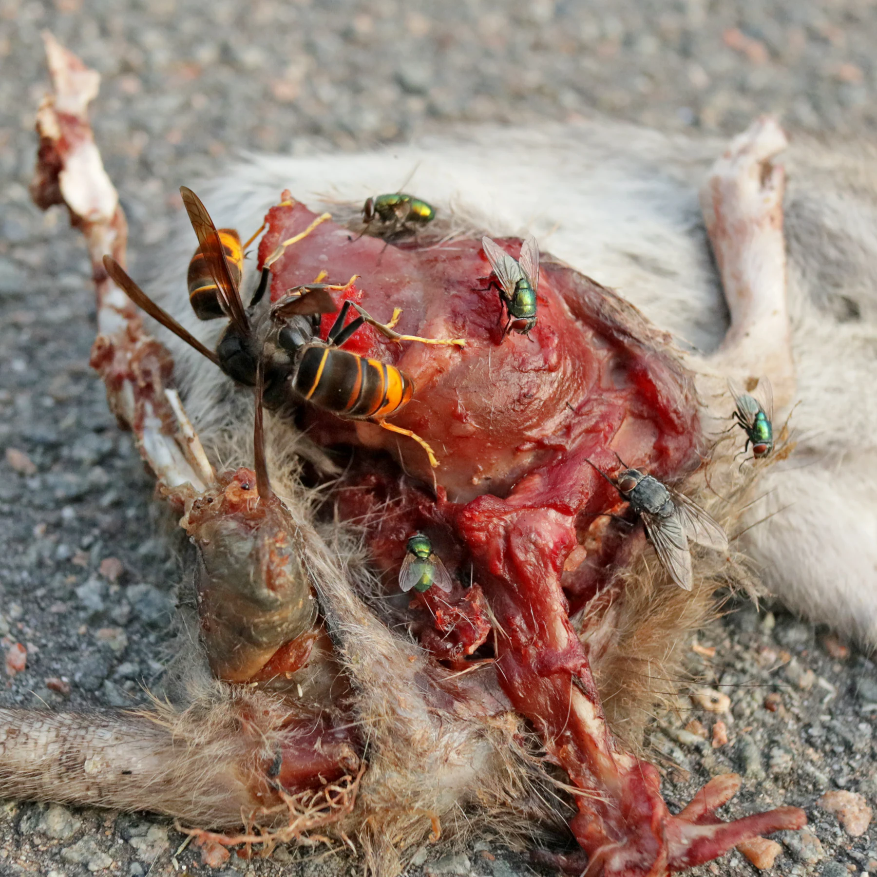 Vespa di Cornovaglia e mosche mangiano un topo morto