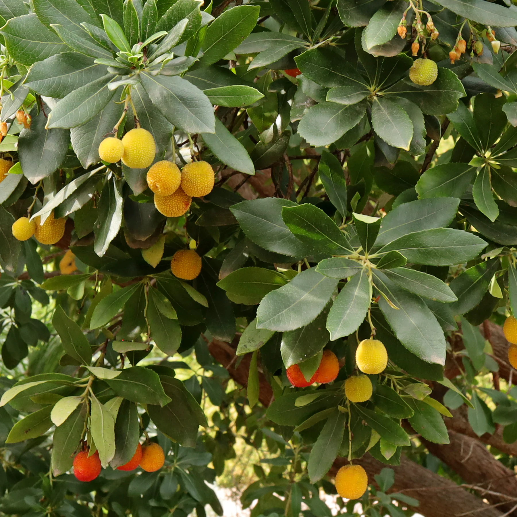 I frutti Arbutus unedo