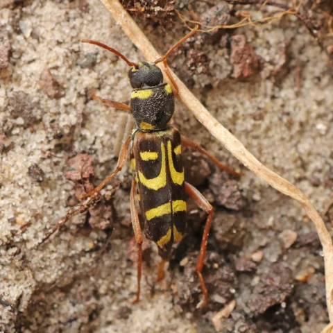 Clytus arietis coleottero vespa