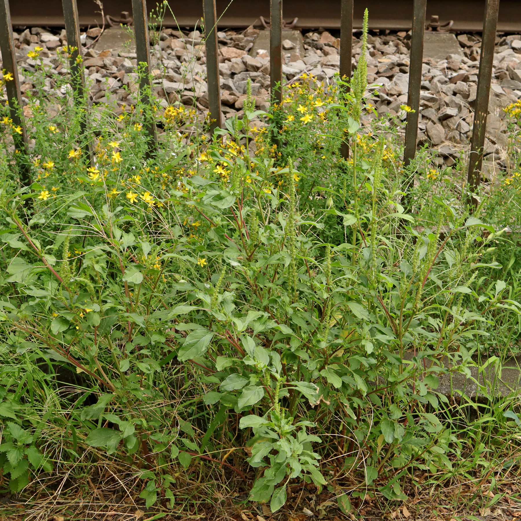 Amaranthus powellii 3