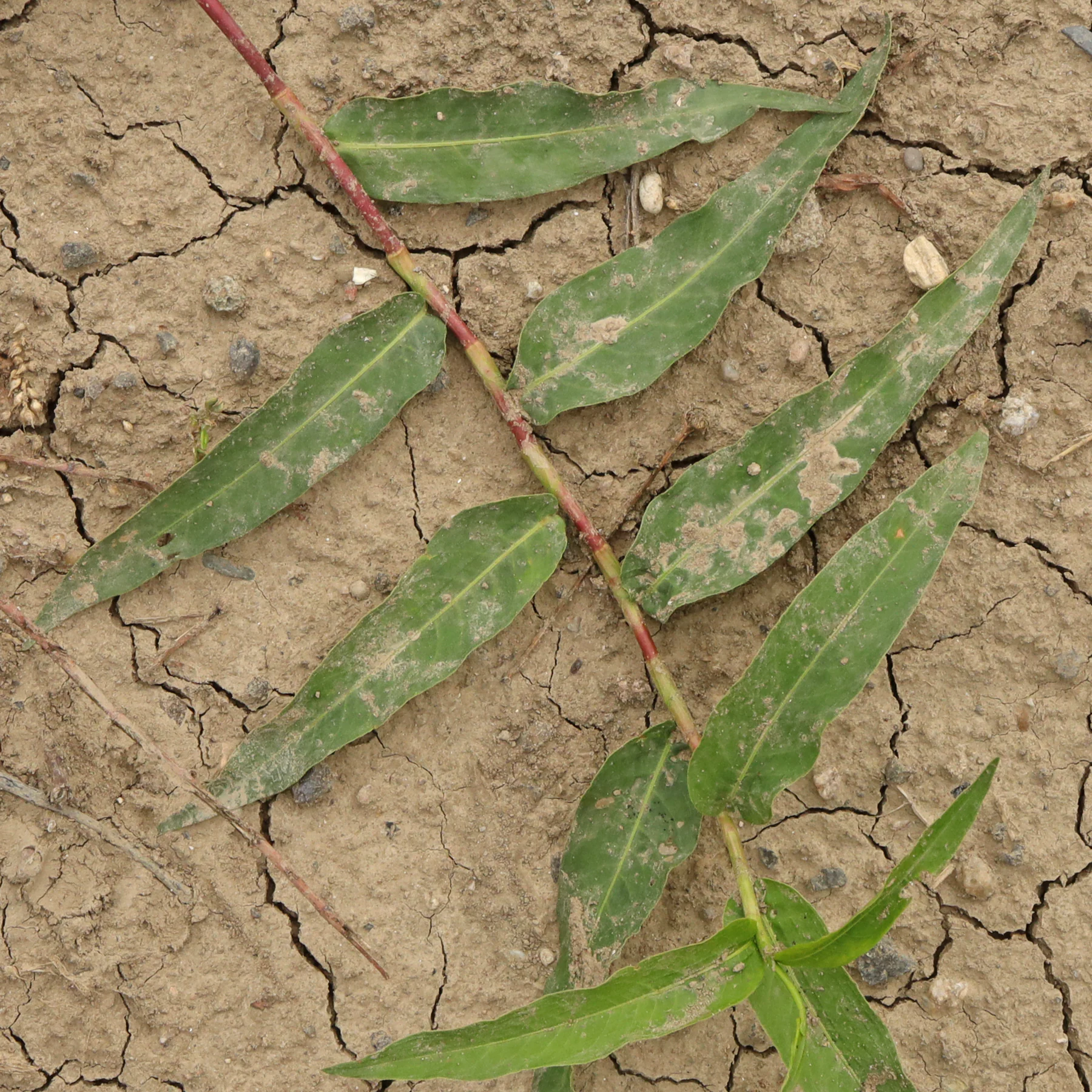 Persicaria amphibia