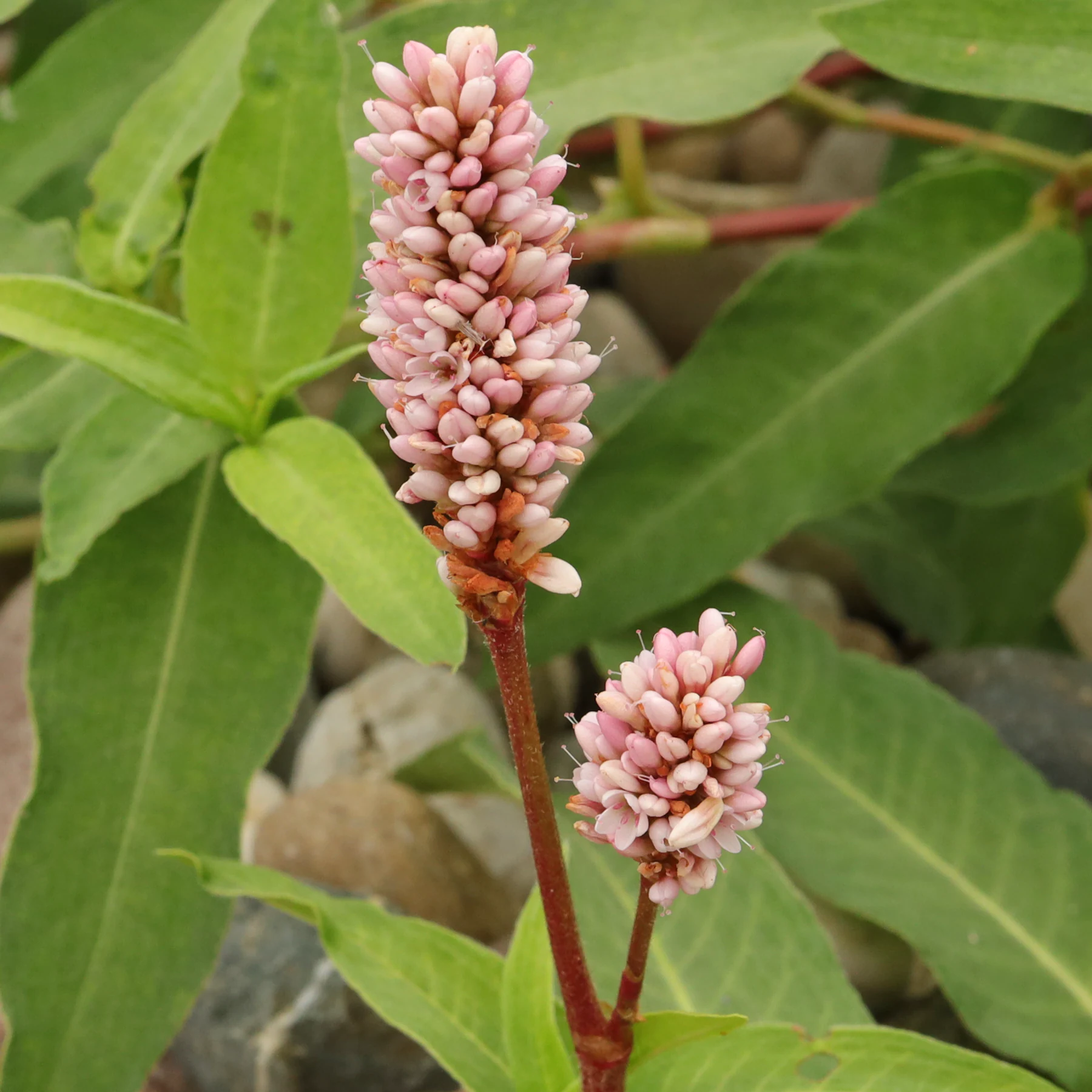 Persicaria amphibia