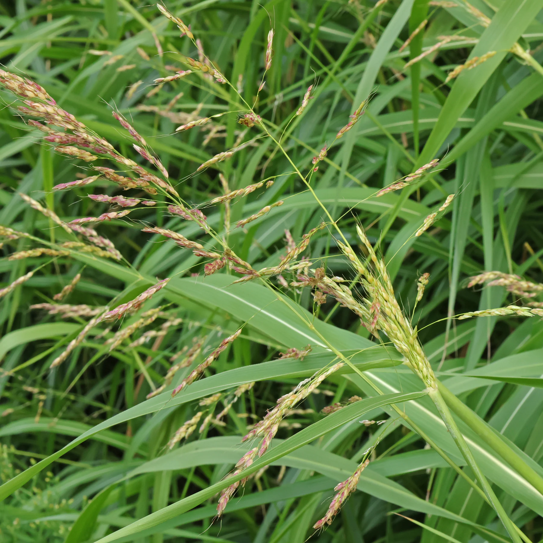Sorghum halepense