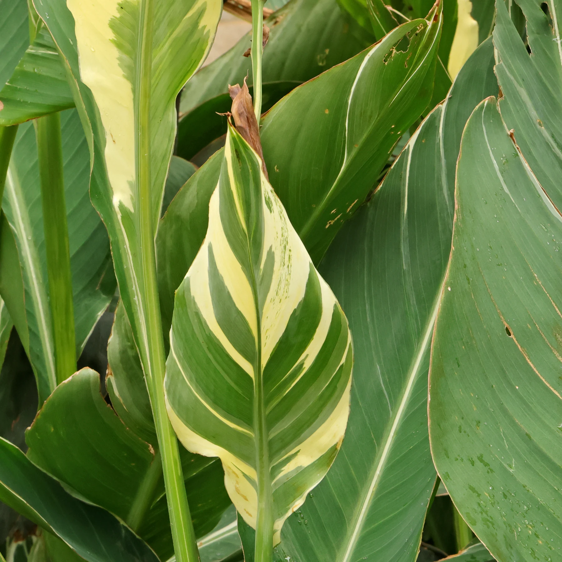 Canna × hybrida Stuttgart 4