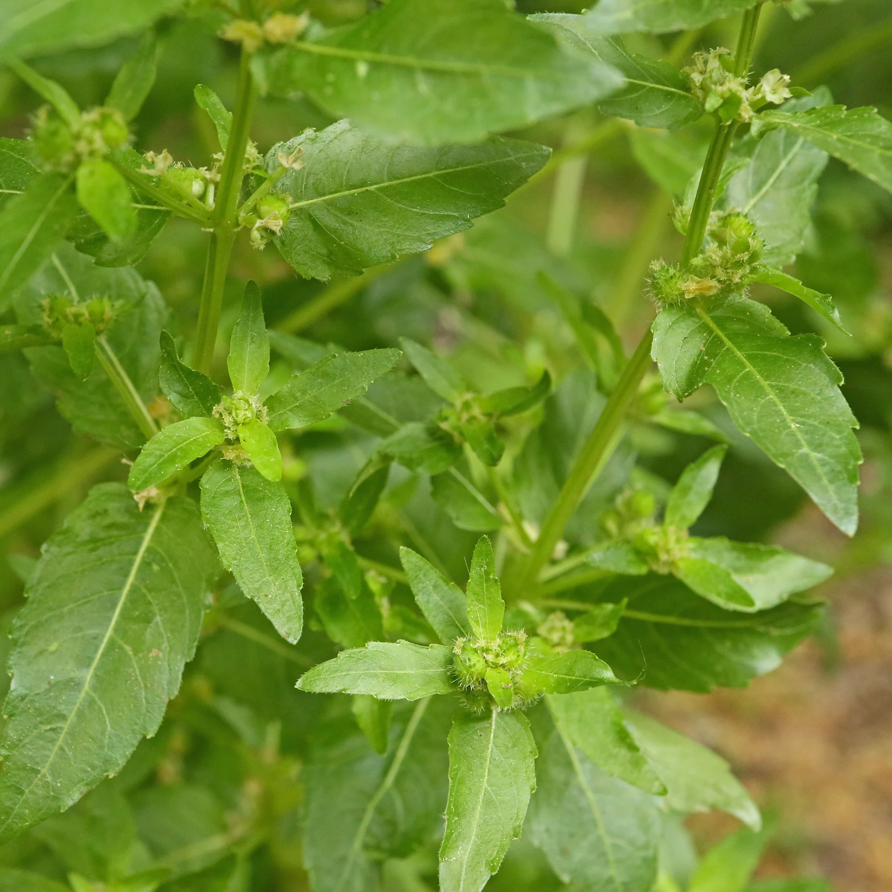 Fiori femminili di Mercurialis annua