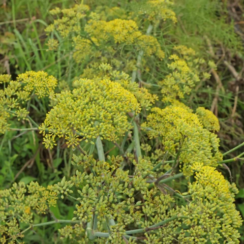 Foeniculum vulgare