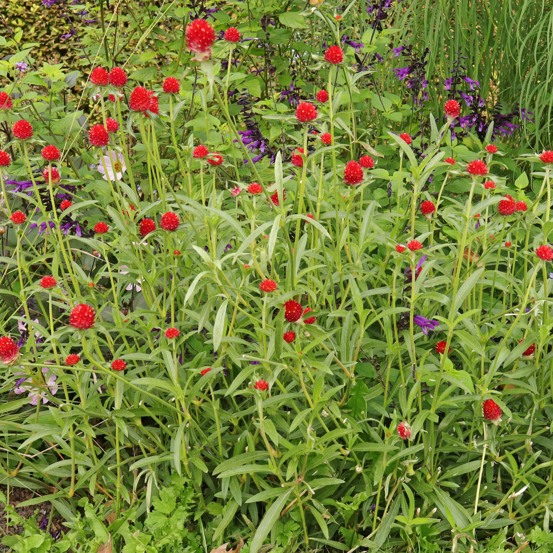 Gomphrena haageana Strawberry Fields 3