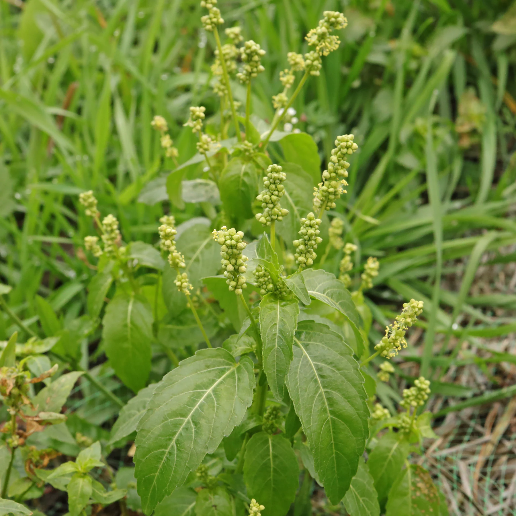 Mercurialis annua fiori maschili