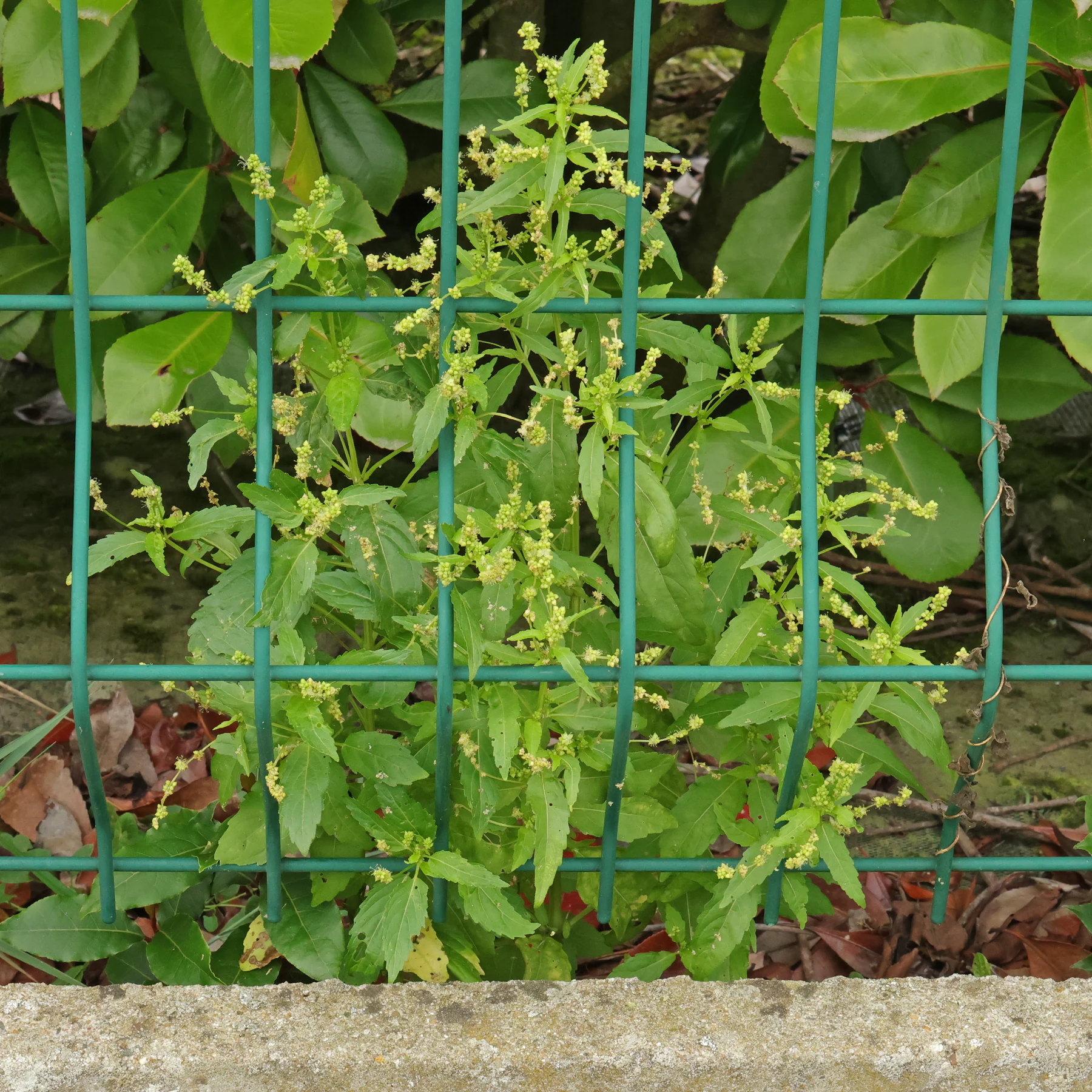 Mercurialis annua in un giardino