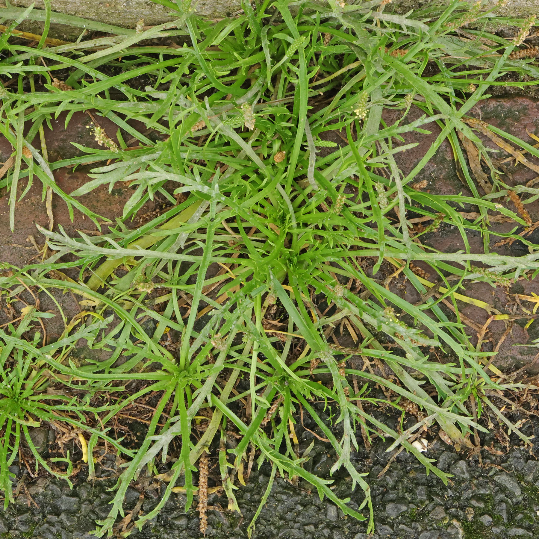 Plantago coronopus 1
