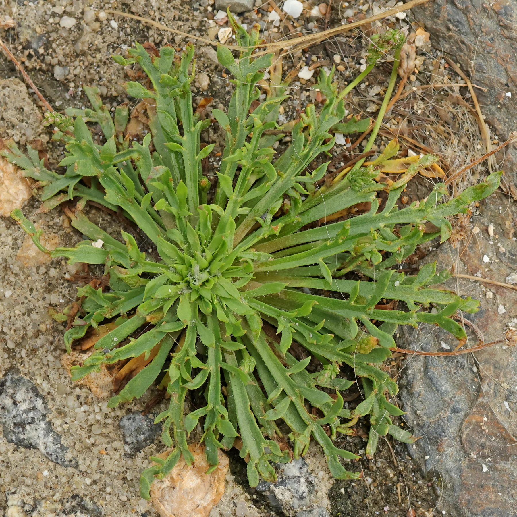 Plantago coronopus 2