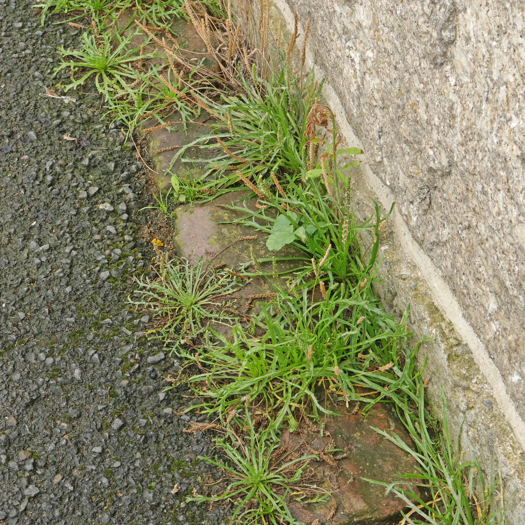 Plantago coronopus 3