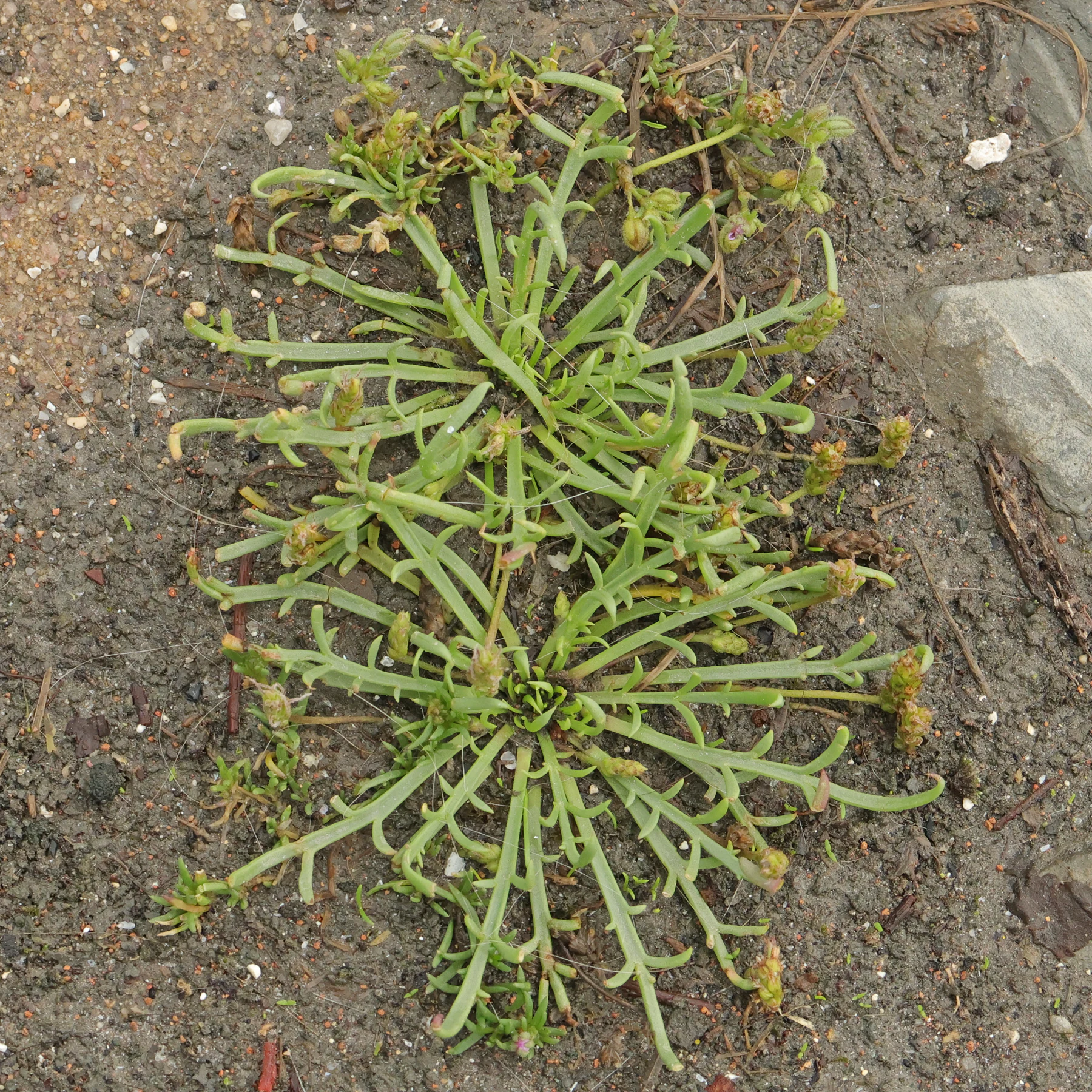 Plantago coronopus 4