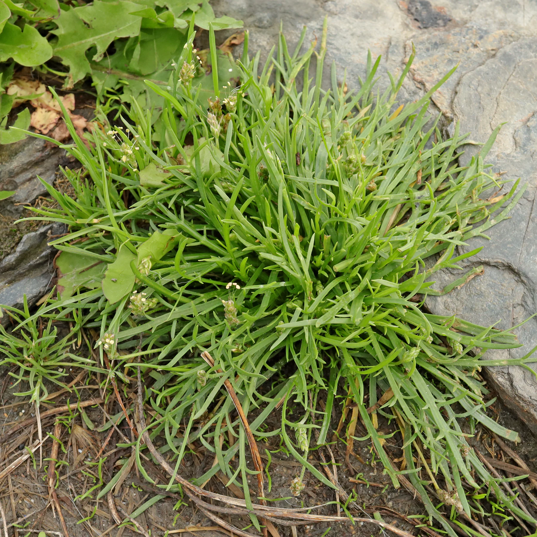 Plantago coronopus 5