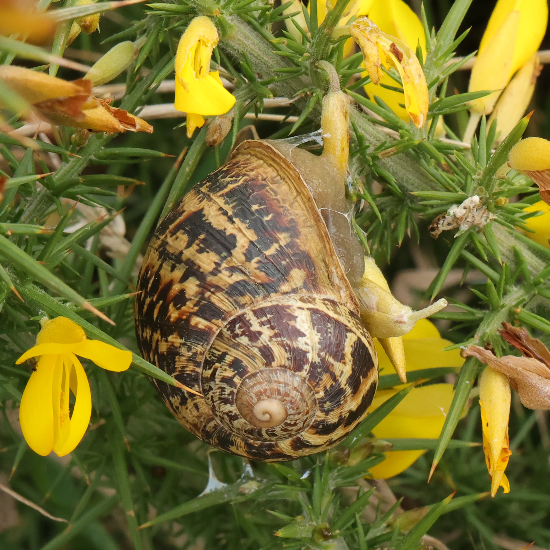 Ulex gallii & Cornu aspersum