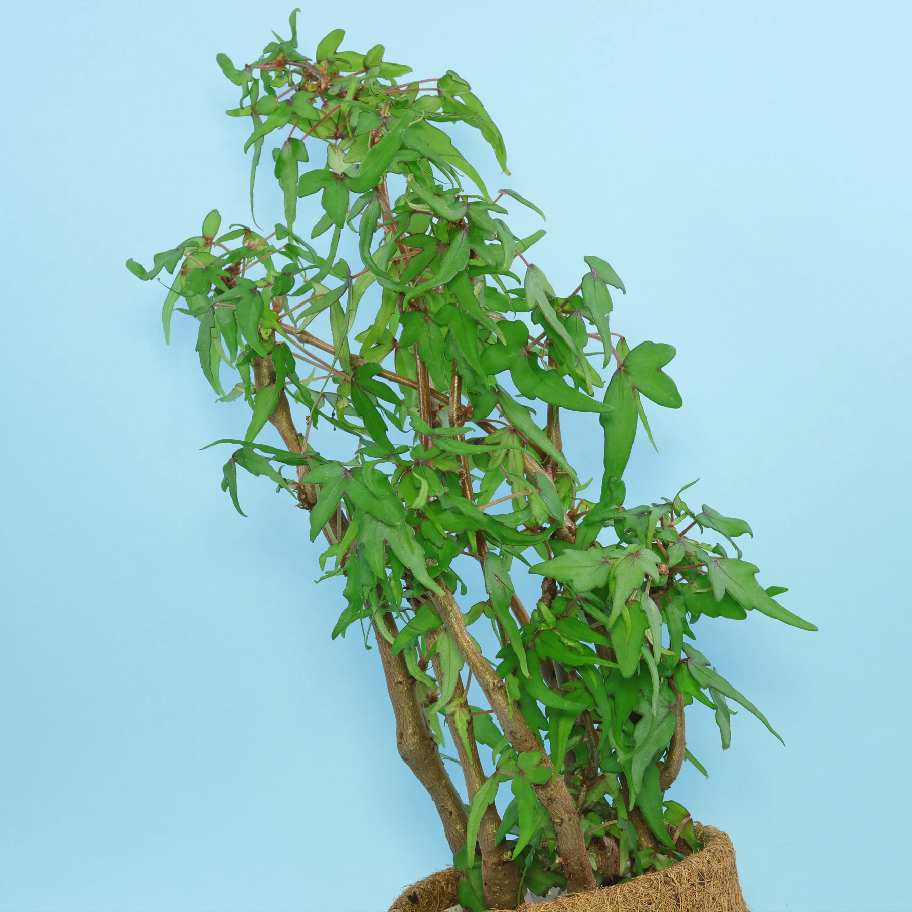 Begonia dregei