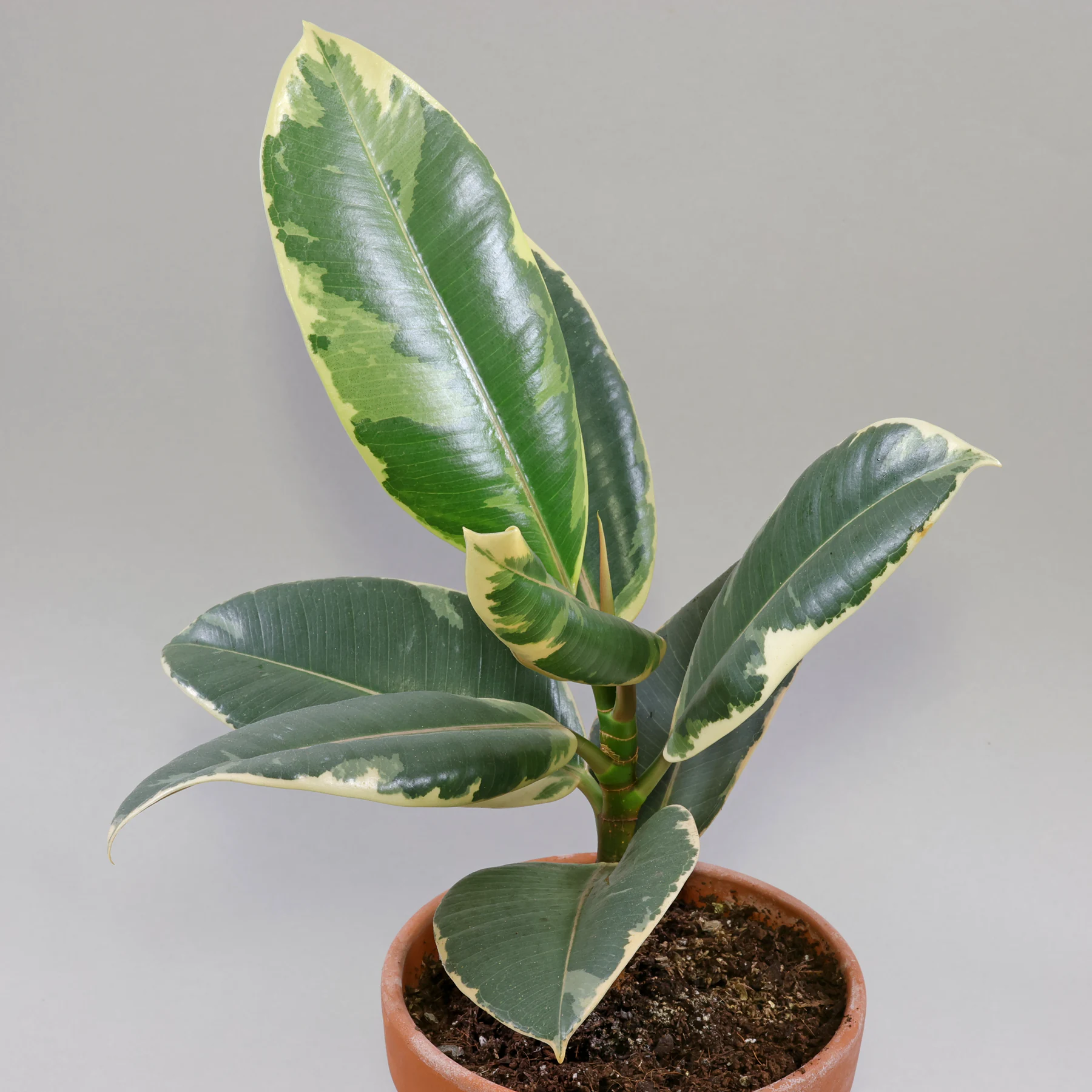 Ficus elastica Tineke