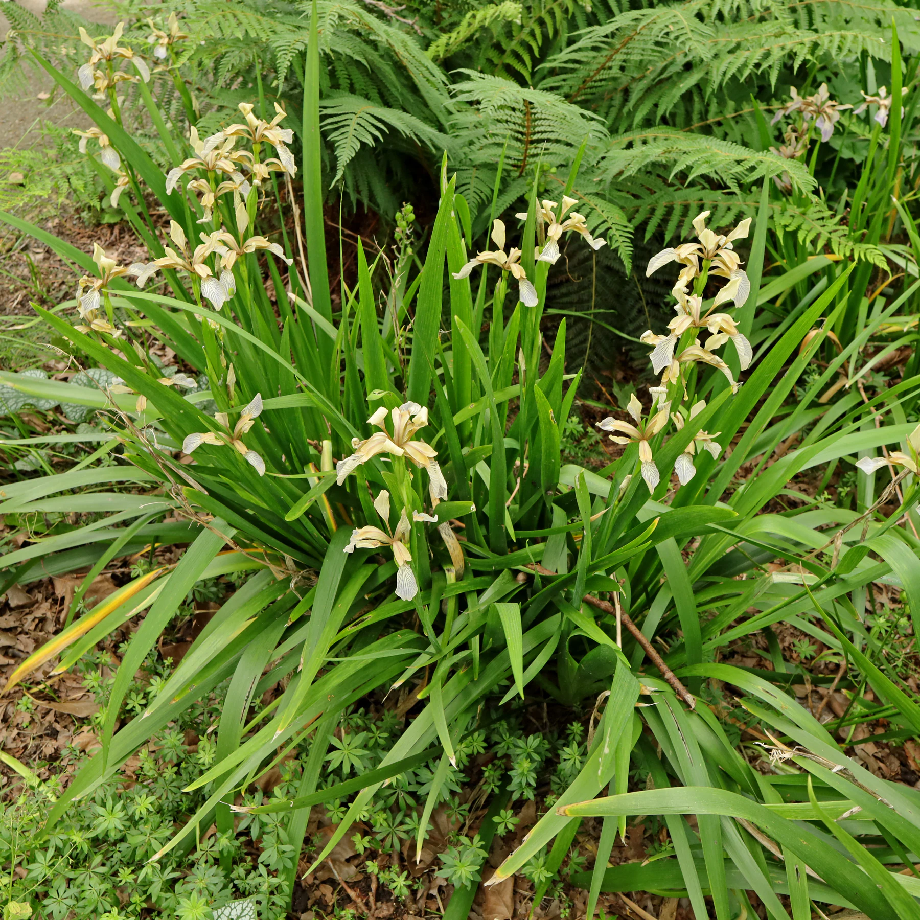Iris foetidissima