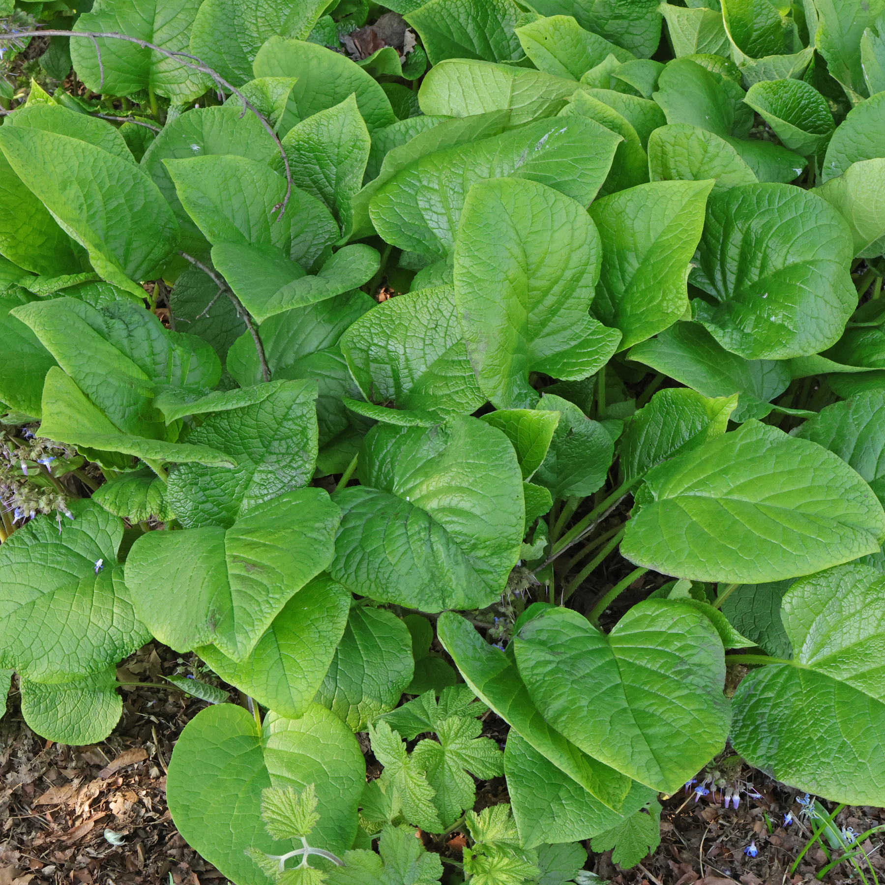 Trachystemon orientalis