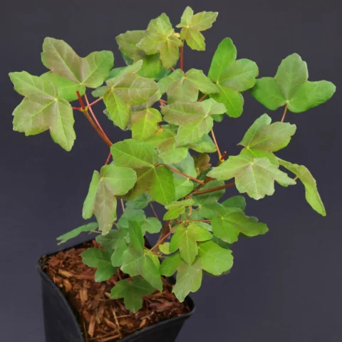 Acer monspessulanum