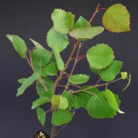 Populus tremula